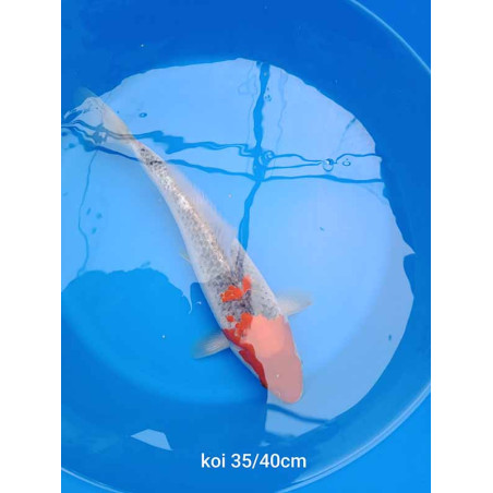 koi selection 35-40cm