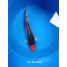 koi selection 35-40cm