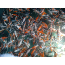 koi selection 15-20cm
