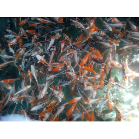 koi selection 15-20cm