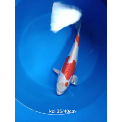 koi selection 35-40cm