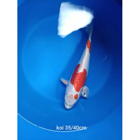 koi selection 35-40cm