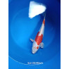 koi selection 35-40cm