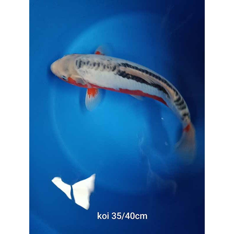 koi selection 35-40cm