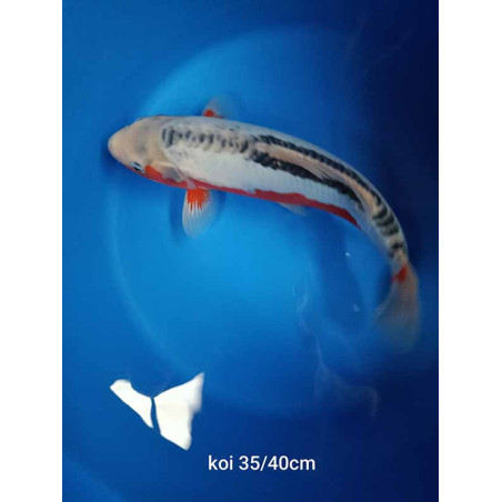 koi selection 35-40cm