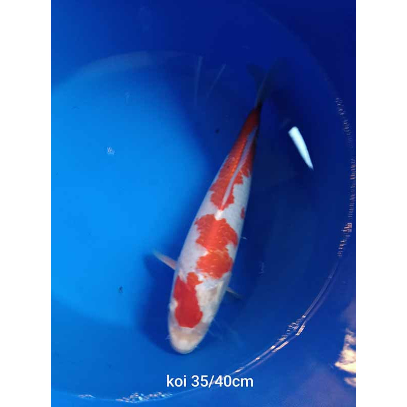 koi selection 35-40cm