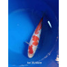 koi selection 35-40cm