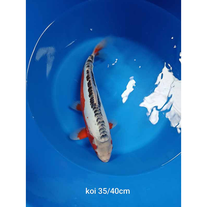 koi selection 35-40cm