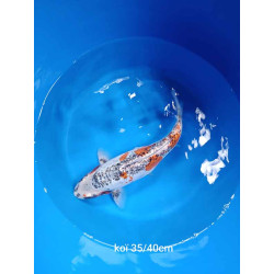 koi selection 35-40cm