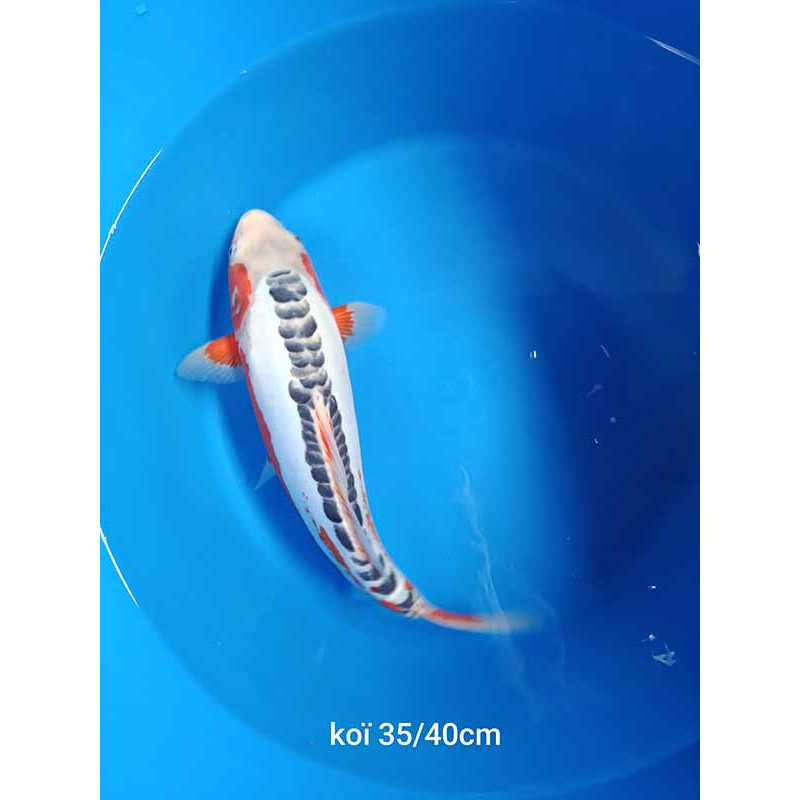 koi selection 35-40cm
