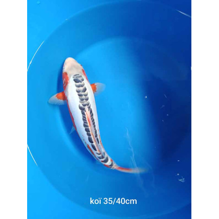 koi selection 35-40cm