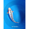 koi selection 35-40cm
