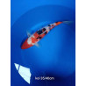 koi selection 35-40cm