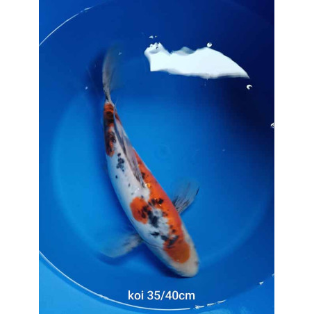 koi voile 35-40 cm