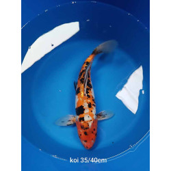 koi voile 35-40 cm