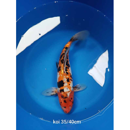 koi voile 35-40 cm