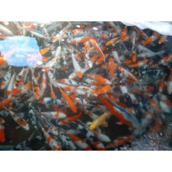 koi selection 25-30cm
