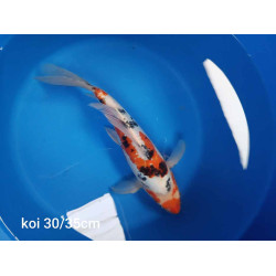 koi voile 30-35 cm