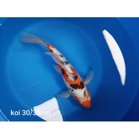 koi voile 30-35 cm