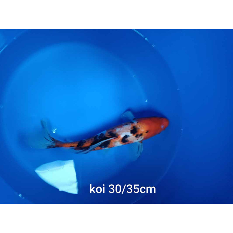 koi voile 30-35 cm