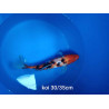koi voile 30-35 cm