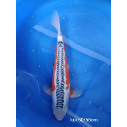 koi selection 55-55cm