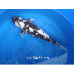 koi selection 50-55cm