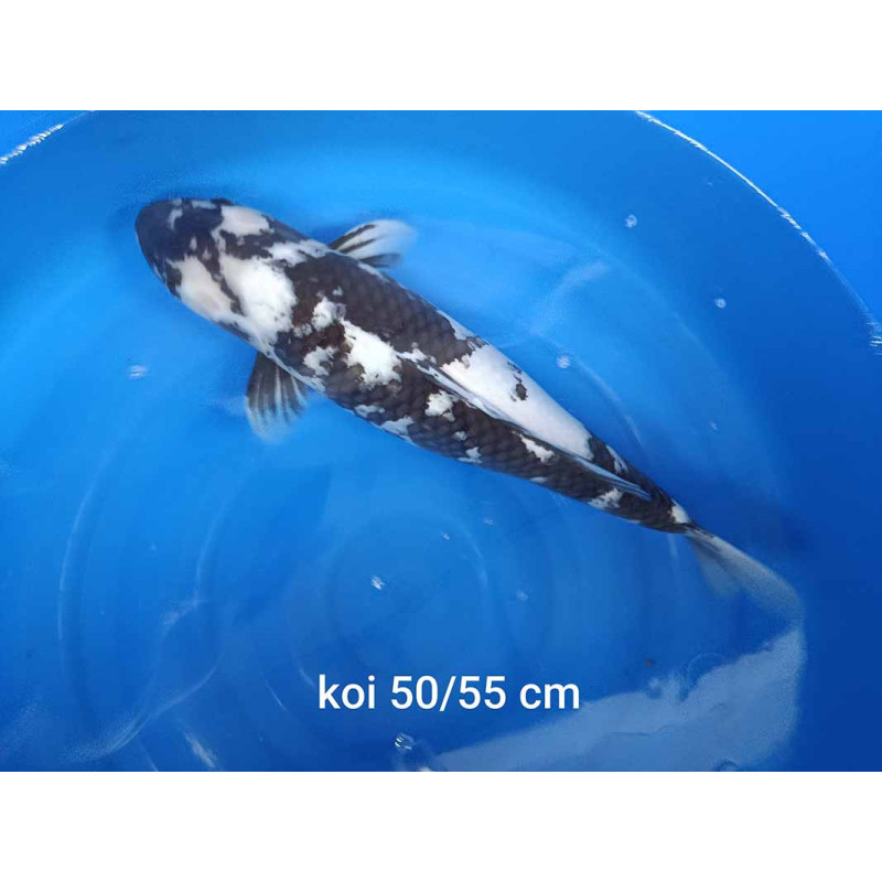 koi selection 50-55cm