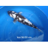 koi selection 50-55cm