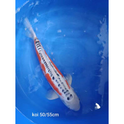koi standard 50-55 cm