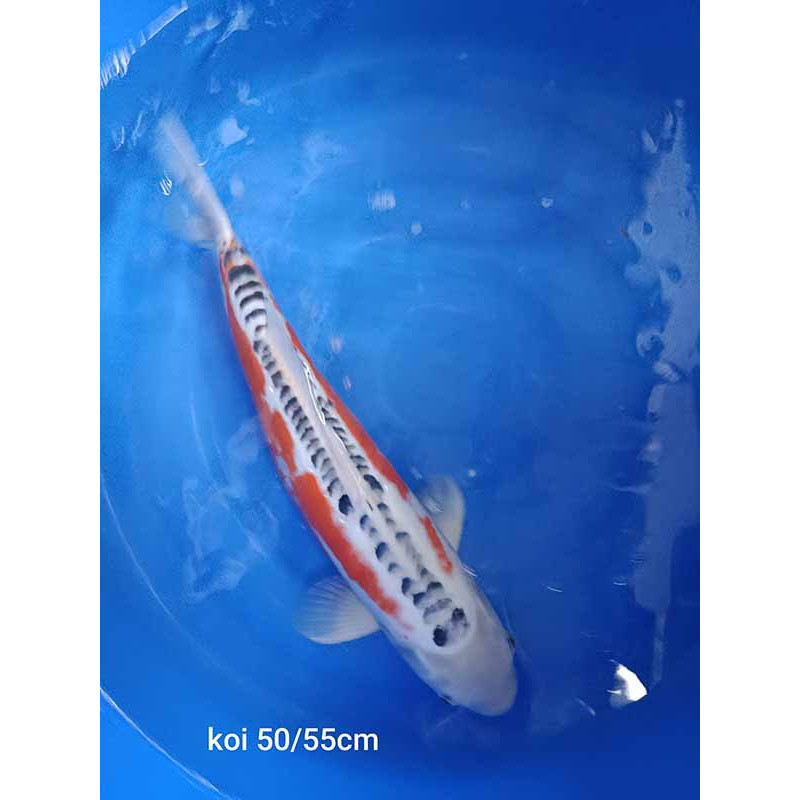 koi standard 50-55 cm