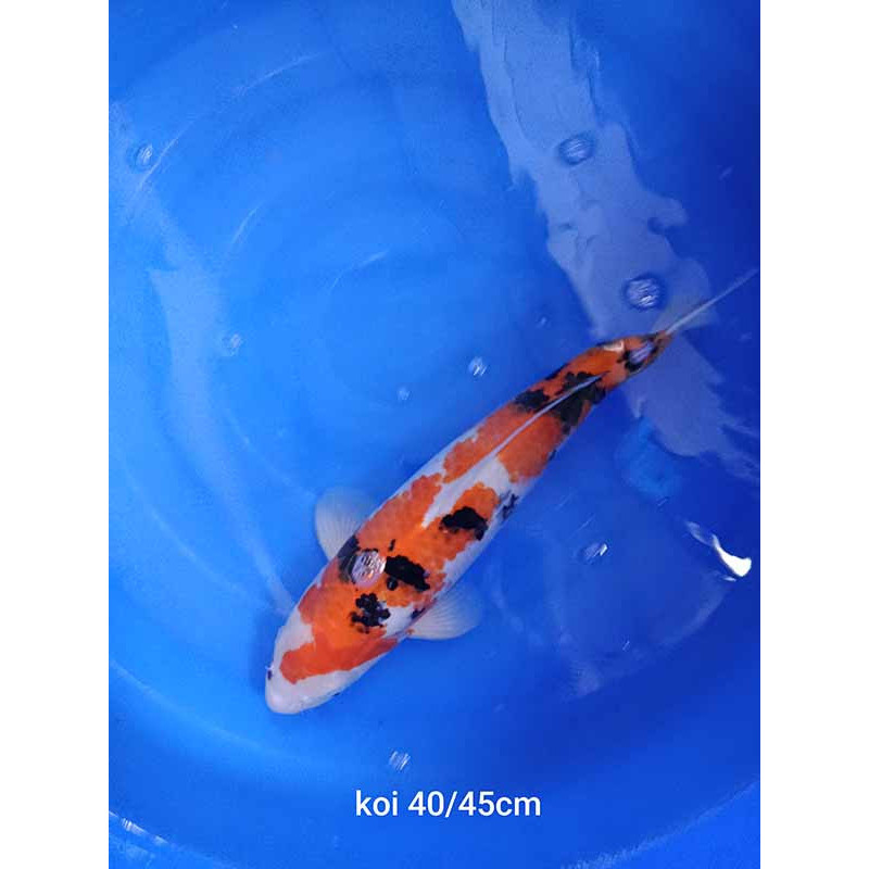 koi selection 40-45cm