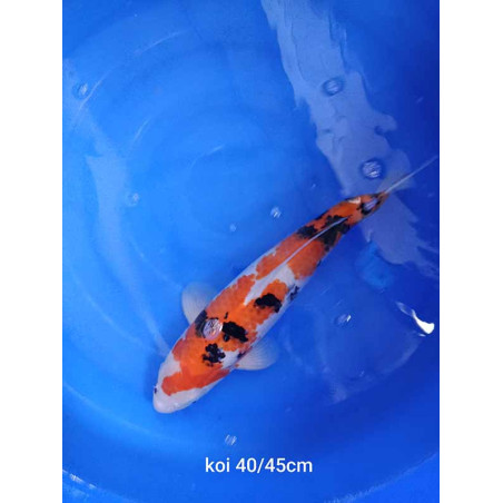 koi selection 40-45cm