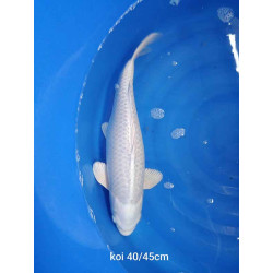 koi selection 40-45cm