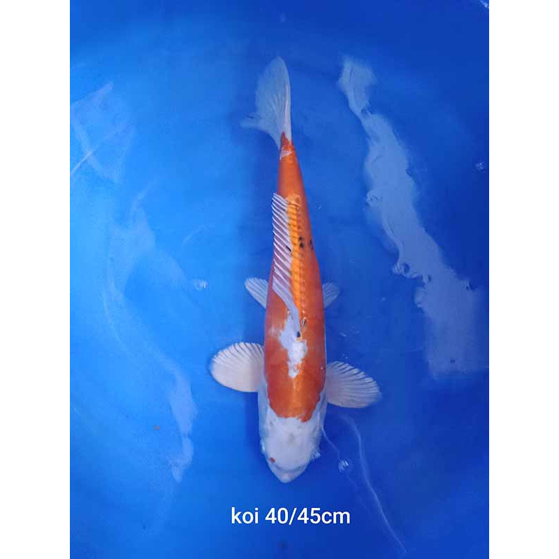 koi selection 40-45cm