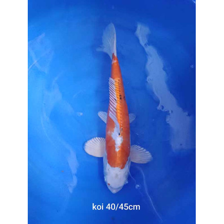 koi selection 40-45cm