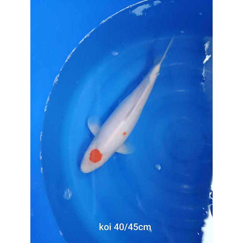 koi selection 40-45cm