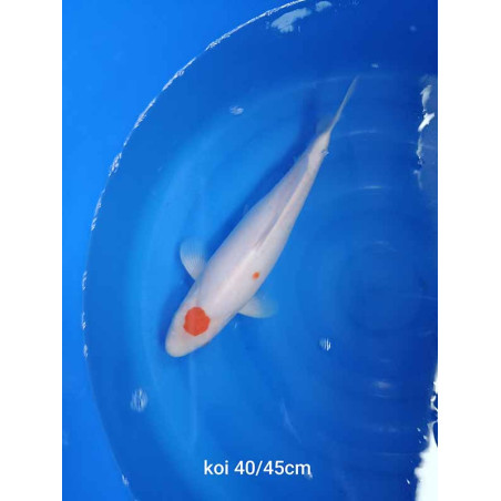koi selection 40-45cm