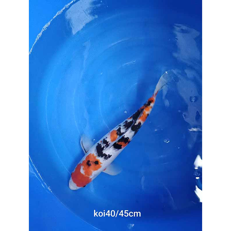 koi selection 40-45cm