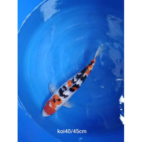 koi selection 40-45cm
