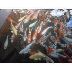 koi selection 30-35 cm