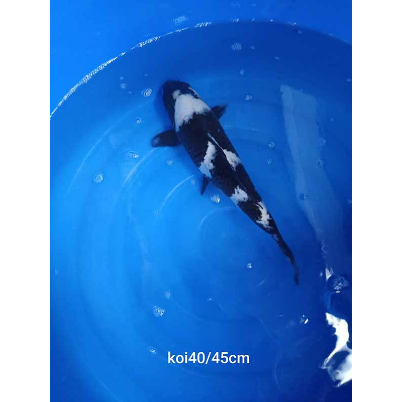 koi selection 40-45cm