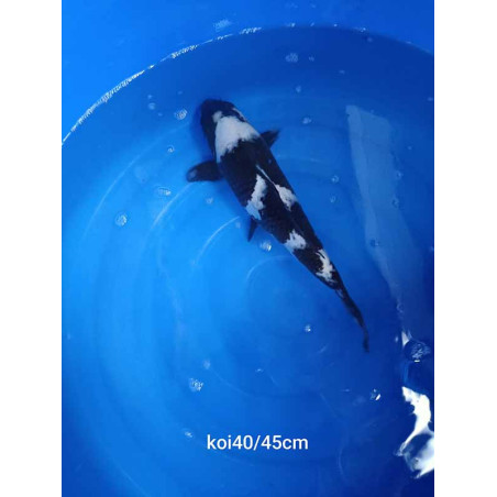 koi selection 40-45cm