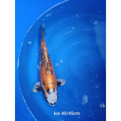 koi standard 40-45 cm