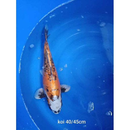 koi standard 40-45 cm