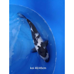 koi selection 40-45cm