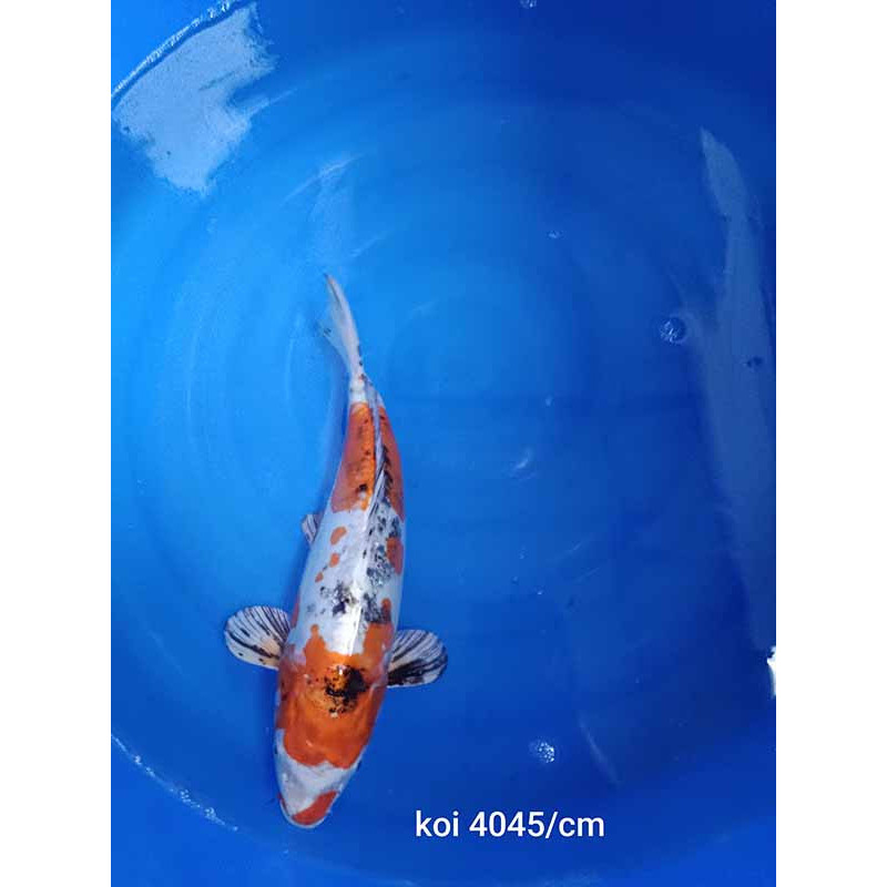 koi selection 40-45cm