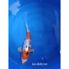 koi selection 40-45cm
