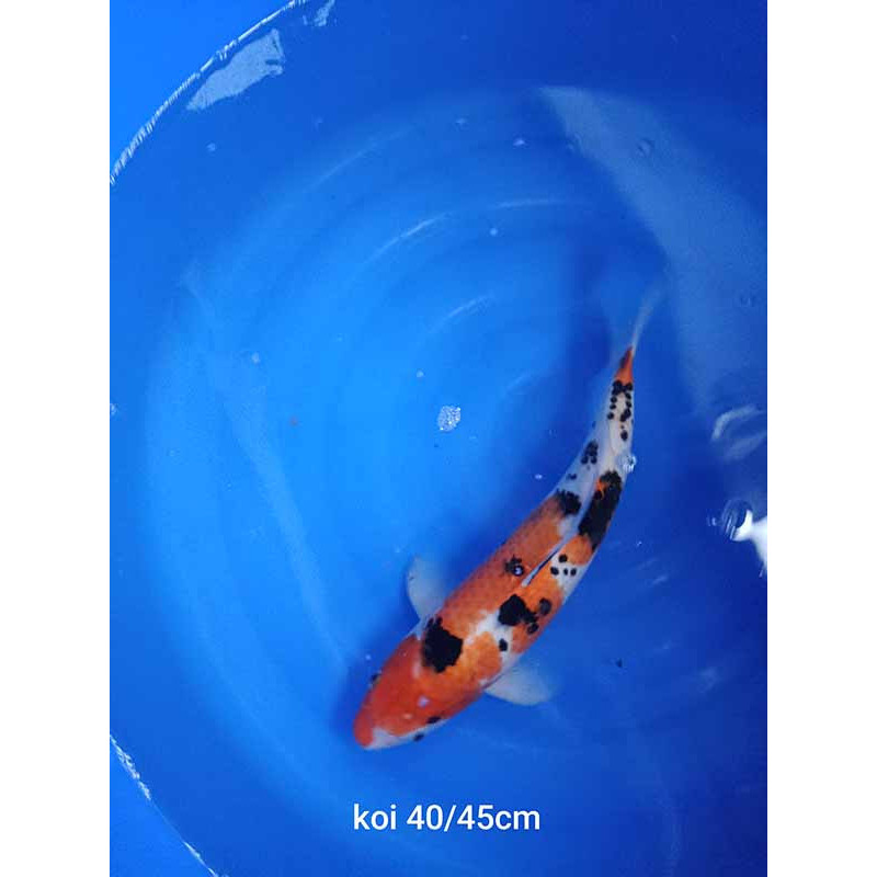 koi selection 40-45cm