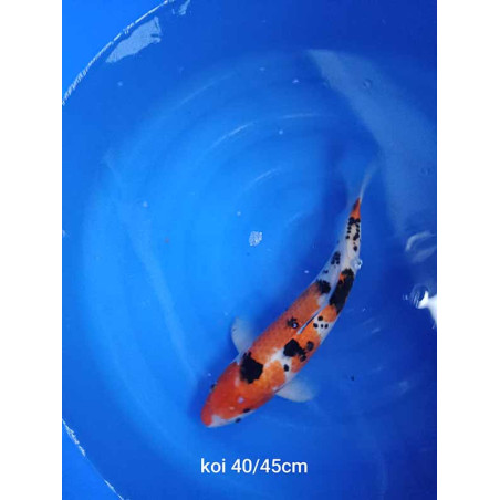 koi selection 40-45cm